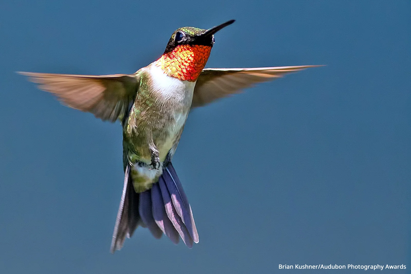 ハミングバード Hummingbird Heaven — Menunkatuck Audubon Society